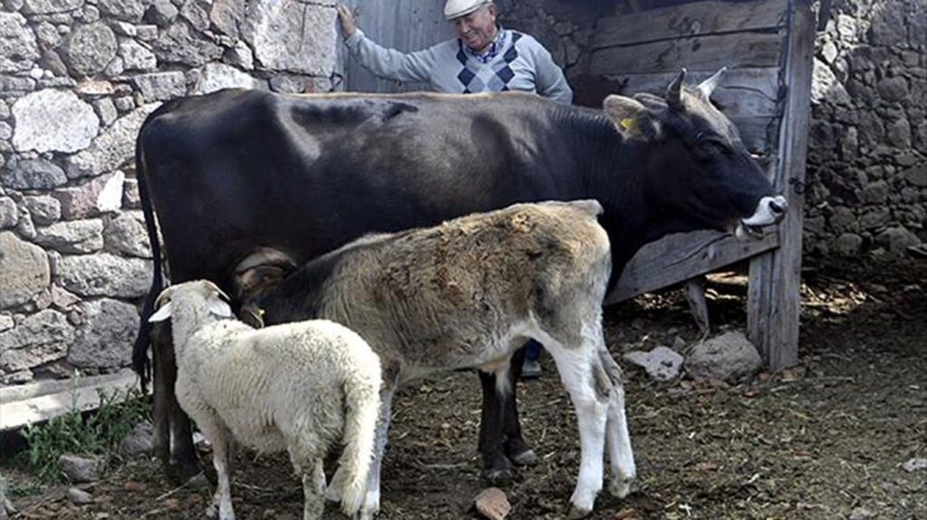 Kırıklı Mahallesi’nde “şap” karantinası