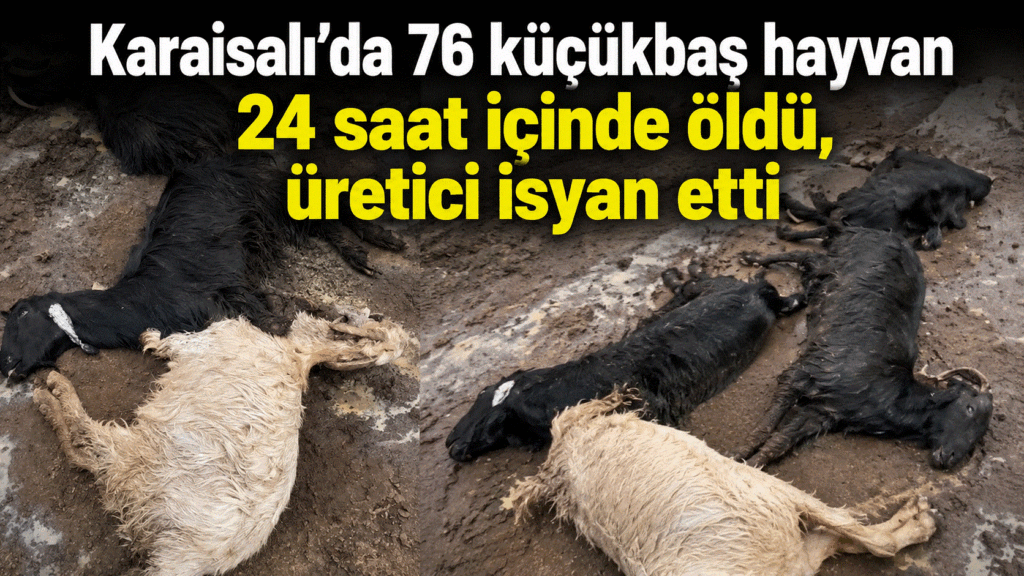 Karaisalı’da 76 küçükbaş hayvan 24 saat içinde öldü, üretici isyan etti